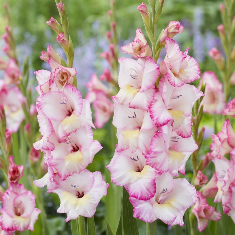 Gladiolus 'Emmy' Gladdies®