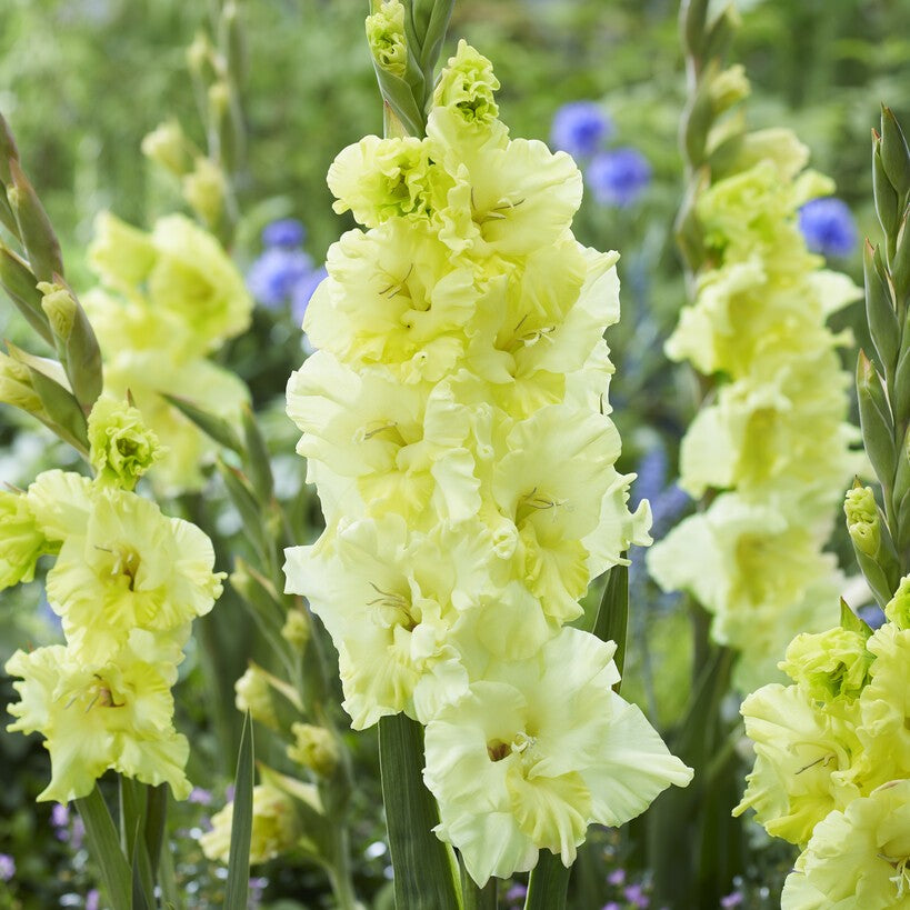 Gladiolus 'Happy Touch'