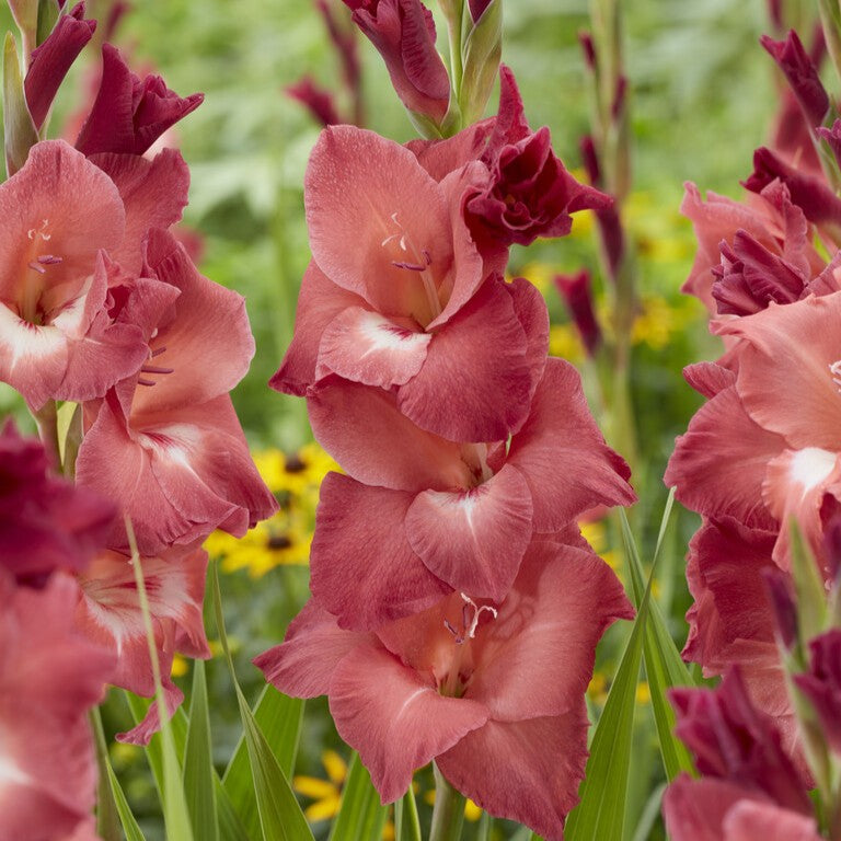 Gladiolus 'Indian Summer'
