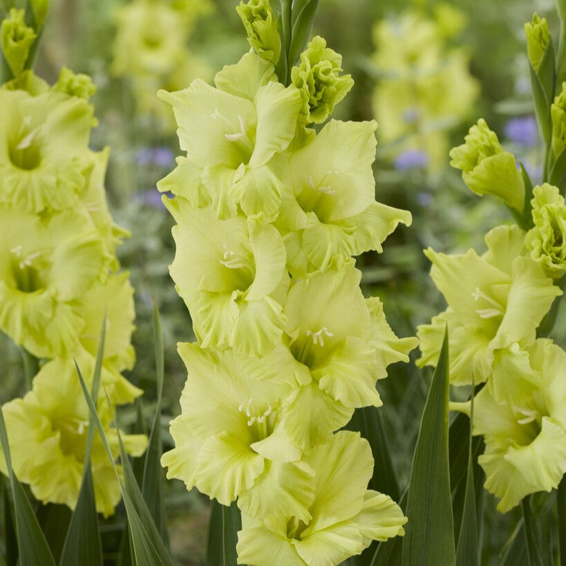Gladiolus 'Kio'®