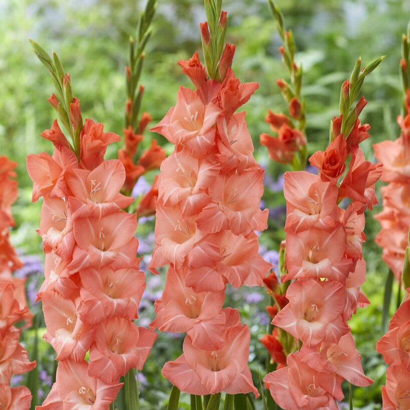 Gladiolus 'Lia' Gladdies®