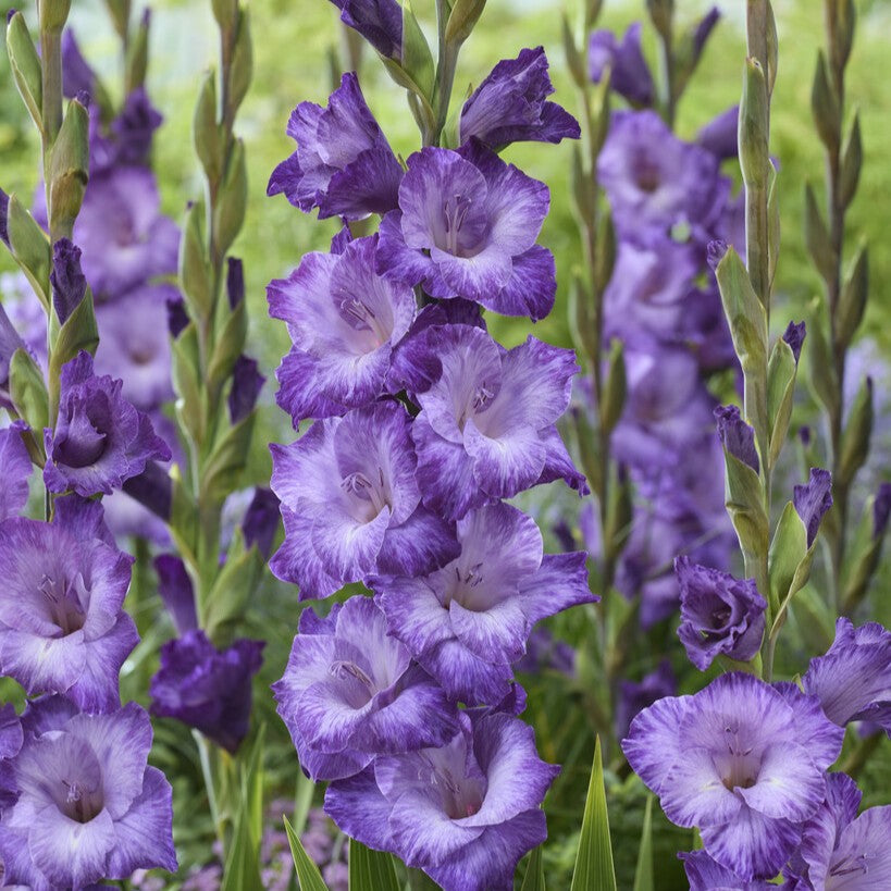 Gladiolus 'Mauve Muse'