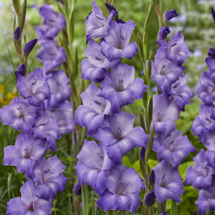 Gladiolus 'Performer'®