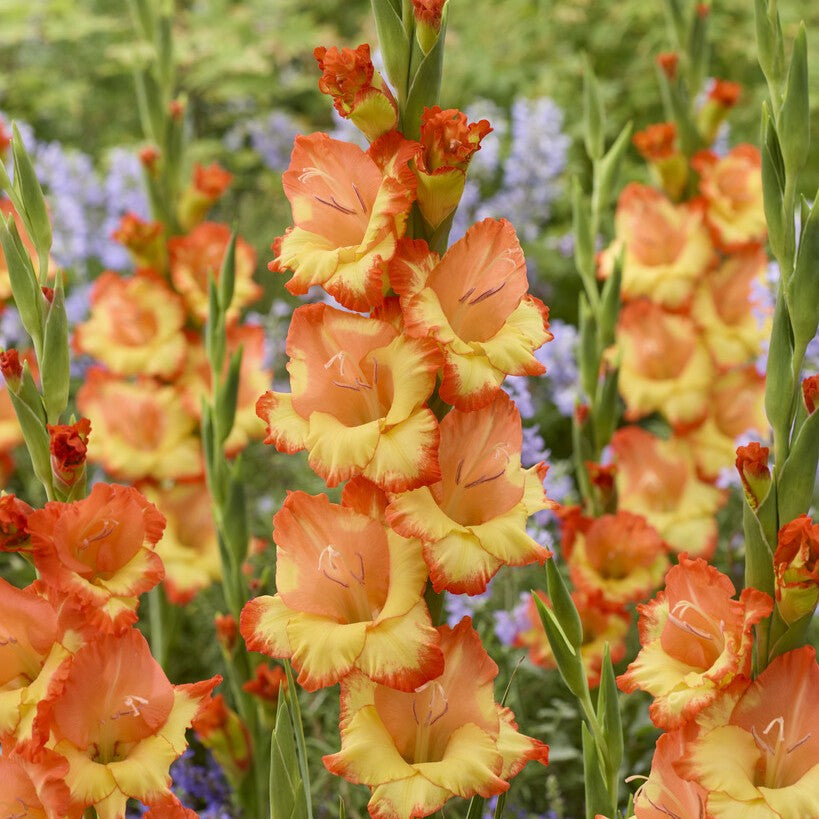 Gladiolus 'Prinses Margaret Rose'