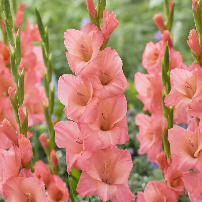 Gladiolus 'Sugar Babe'®