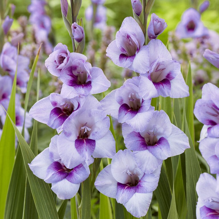 Gladiolus 'Tina' Gladdies®