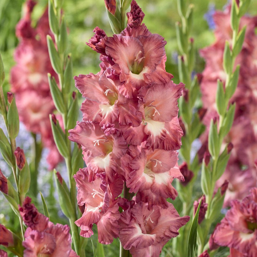 Gladiolus 'Tiramisu'