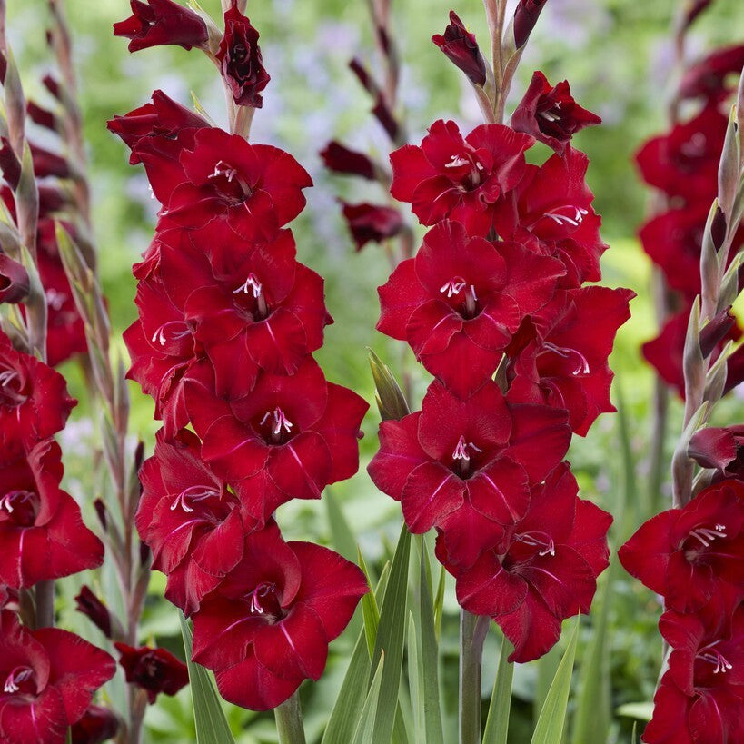 Gladiolus 'Tom' Gladdies®