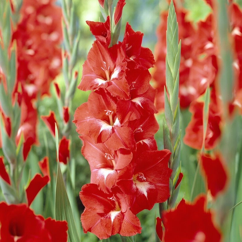 Gladiolus 'Traderhorn'