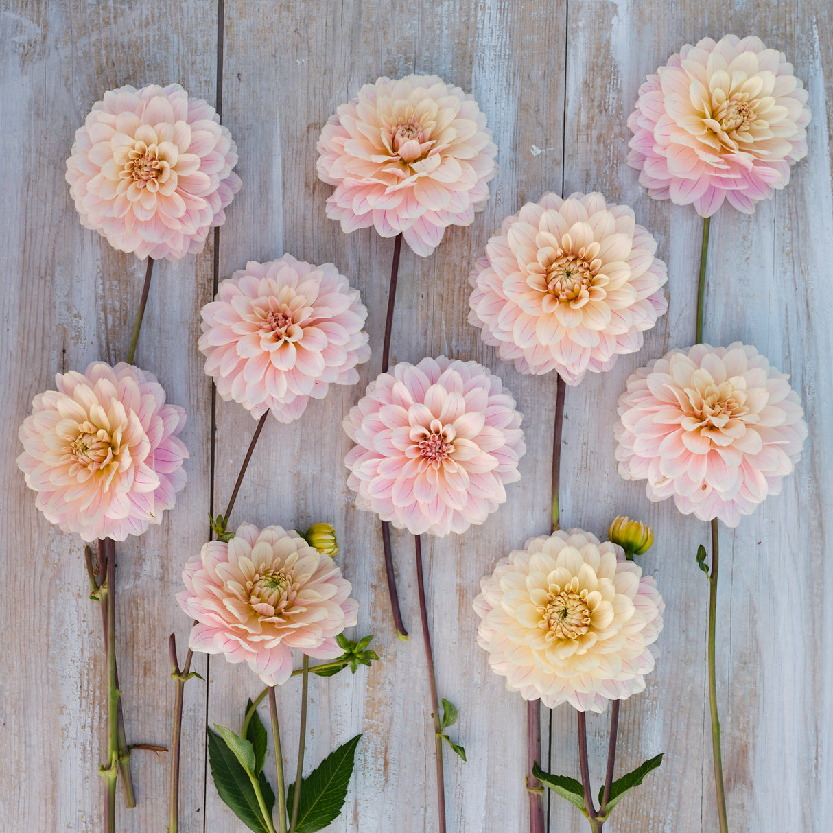 Dahlia 'Glossy Olivia'