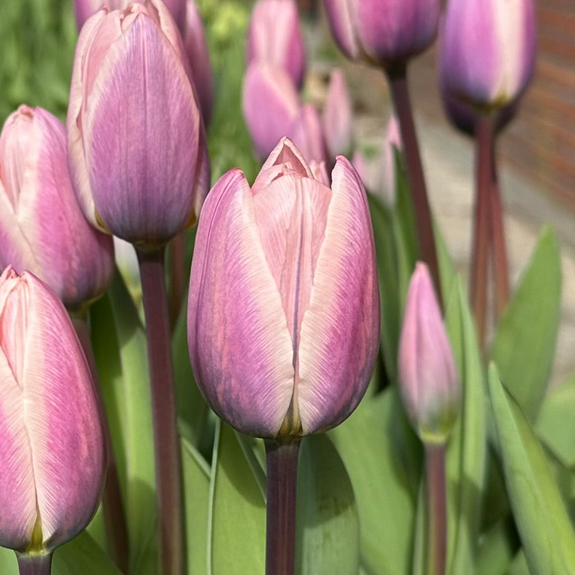 Tulipan 'Light And Dreamy'