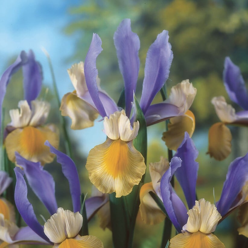 Iris hollandica 'Miss Saigon'