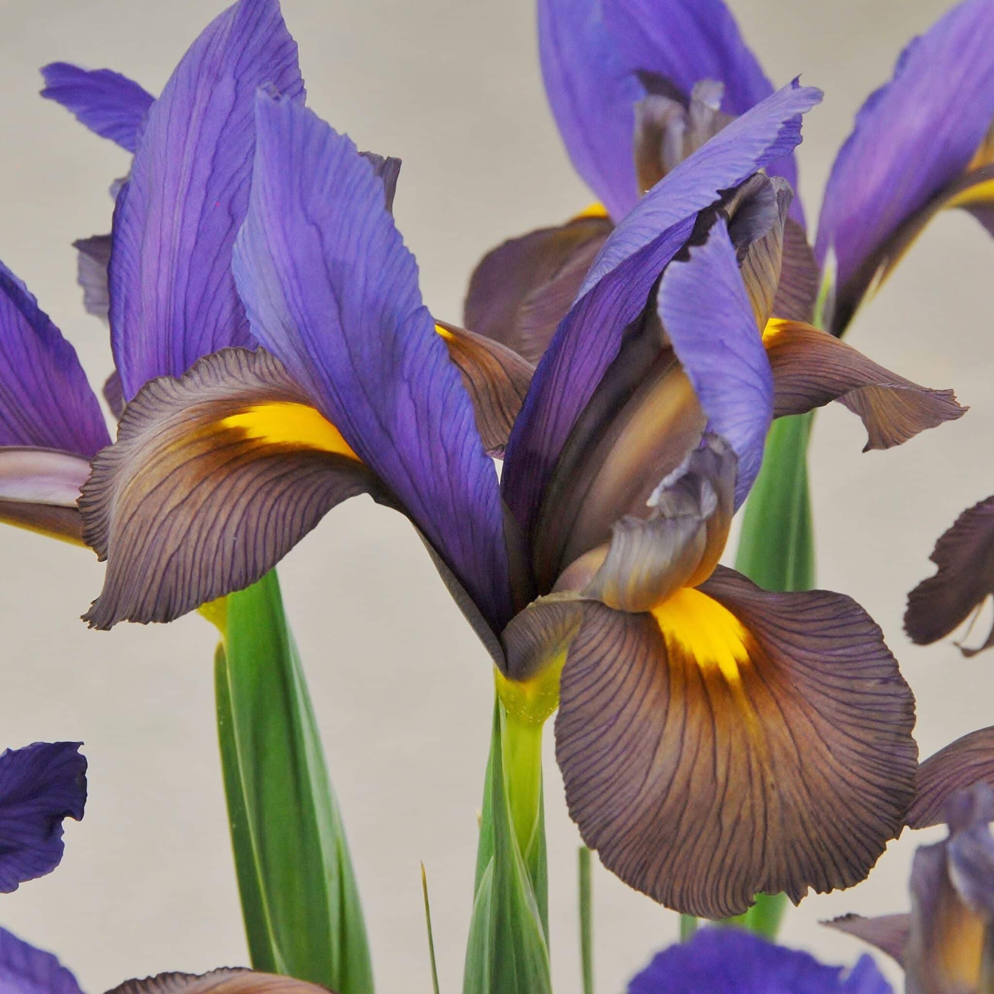 Iris hollandica 'Mystic Beauty'