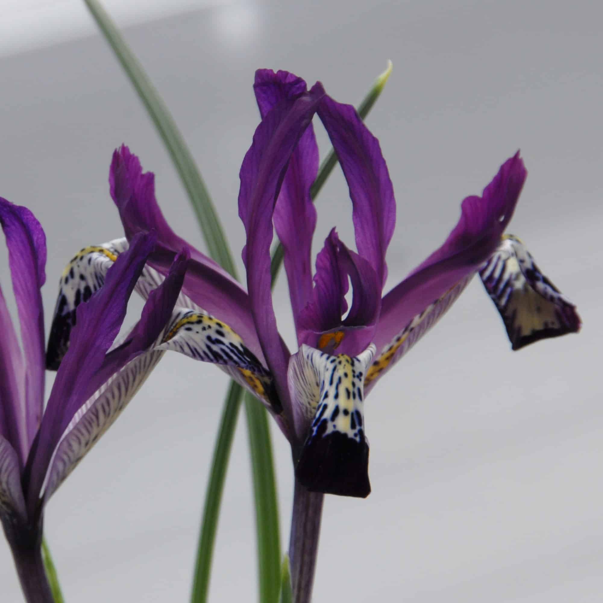 Iris reticulata 'Spot On'