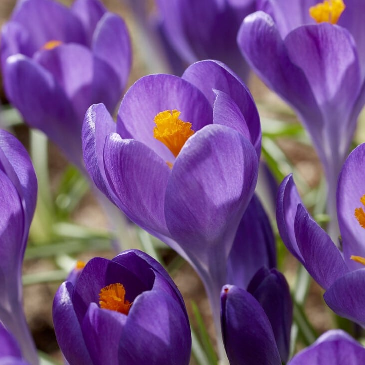 Krokus vernus 'Blue Ocean' - Semi-Storblomstrende