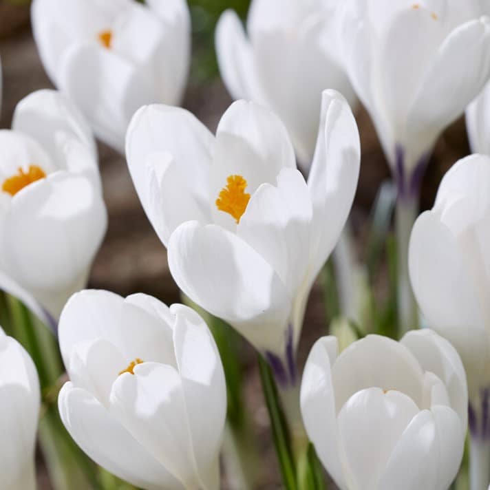 Krokus vernus 'Ice Queen' Semi-Storblomstrende