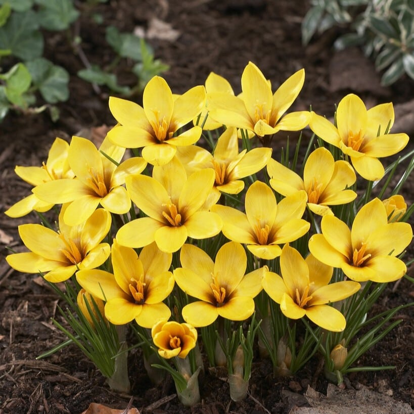 Krokus korolkowii 'Kiss of Spring' botanisk
