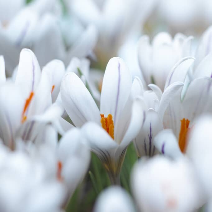 Krokus versicolor 'Picturatus'