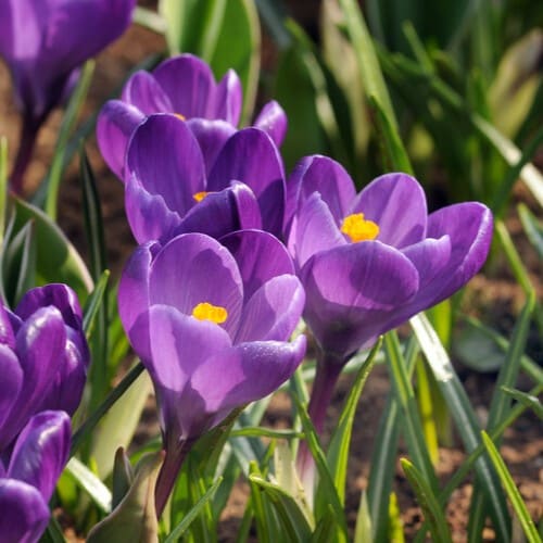 Krokus tommasinianus 'Ruby Giant' botaniske