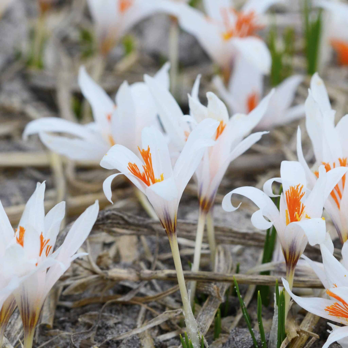 Krokus fleicheri botanisk