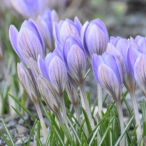 Krokus etruscus 'Zwanenburg'