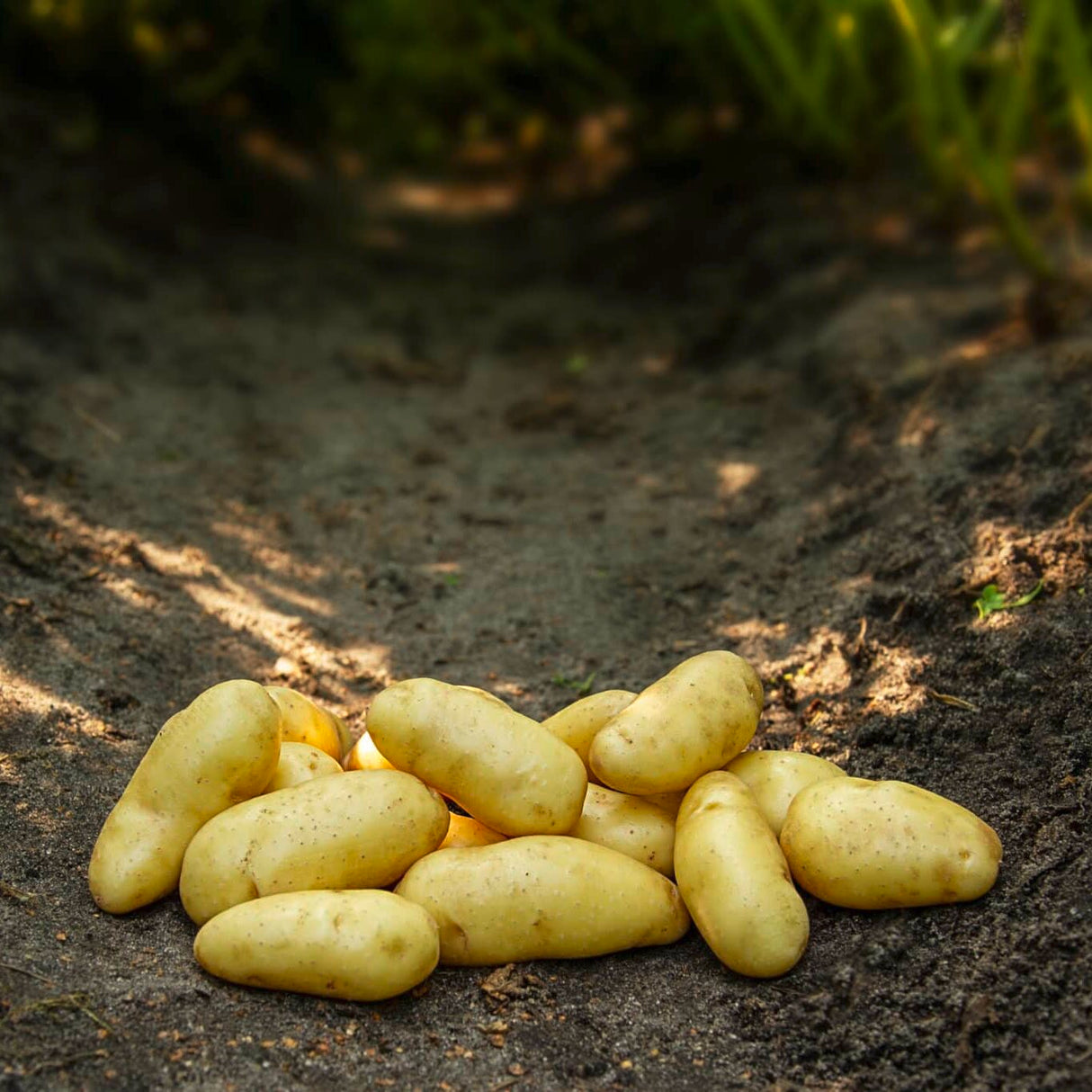 Læggekartofler 'Asparges' Dyrk dine egne kartofler. Du vil elske det.