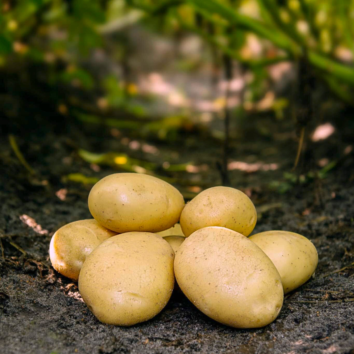 Læggekartofler 'Folva' Dyrk dine egne kartofler. Du vil elske det.