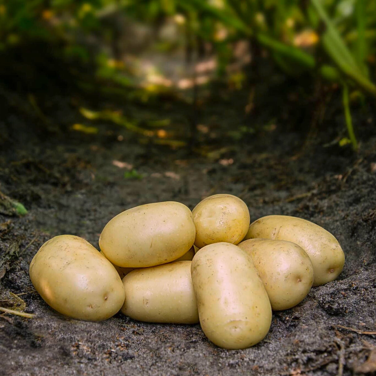 Læggekartofler 'Frig' Dyrk dine egne kartofler. Du vil elske det.