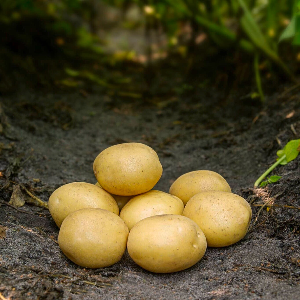 Læggekartofler 'Maya' Dyrk dine egne kartofler. Du vil elske det.