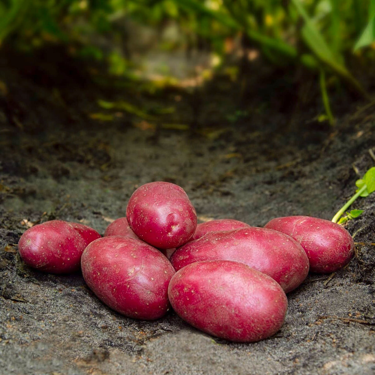 Læggekartofler 'Red Bullet' Dyrk dine egne kartofler. Du vil elske det.
