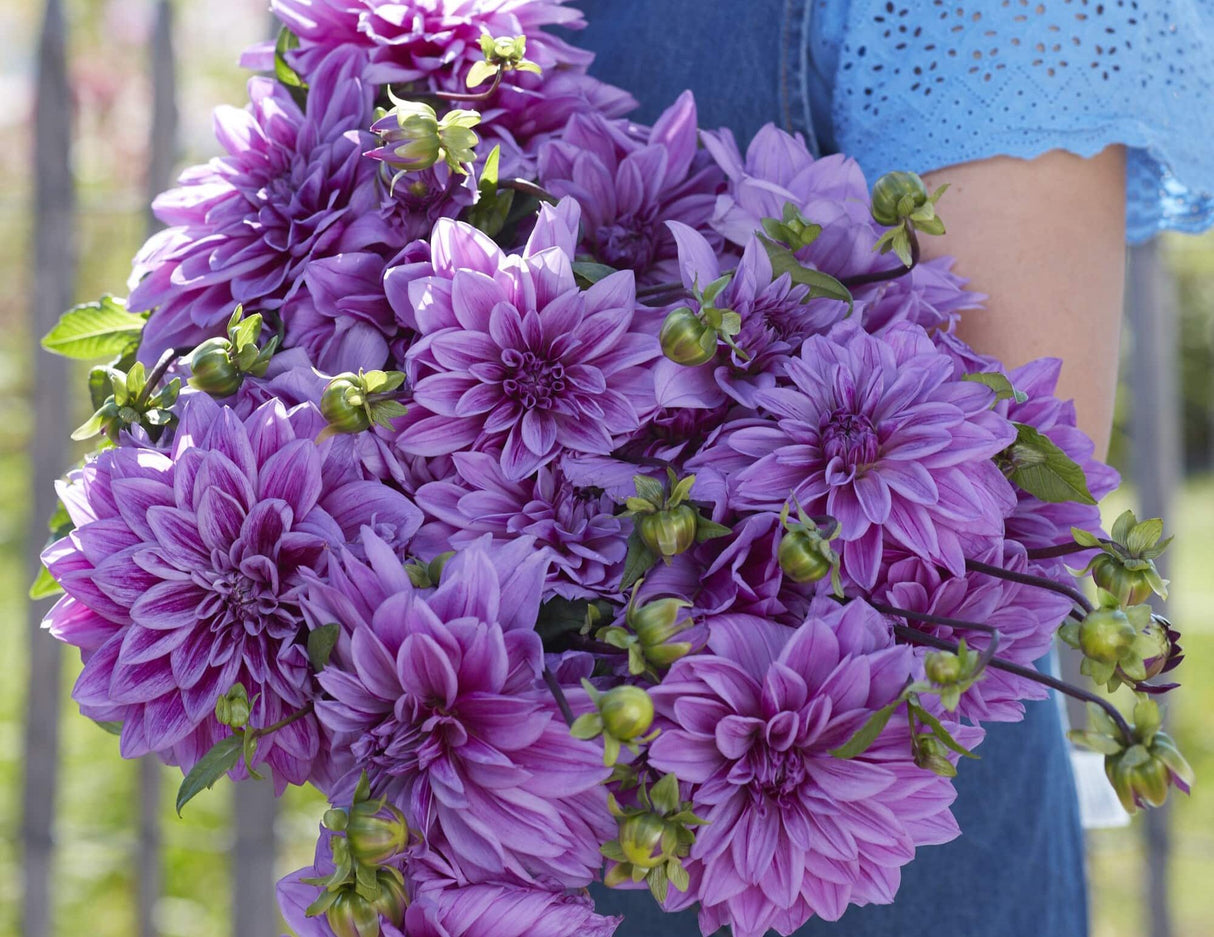 Dahlia 'Lilac Time'