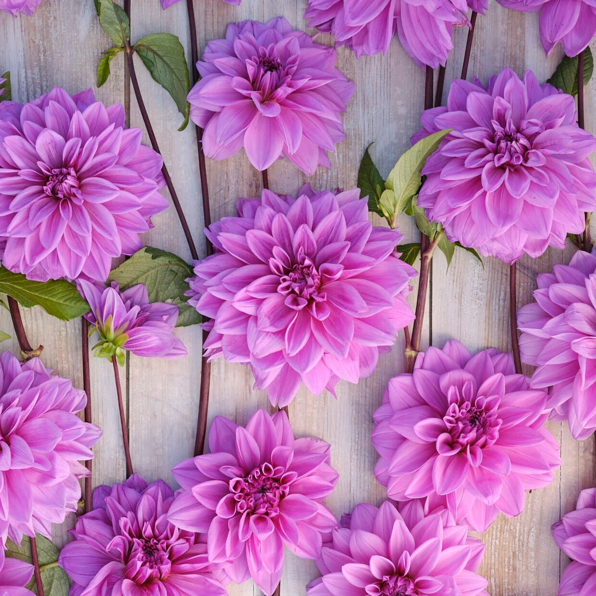 Dahlia 'Lilac Time'