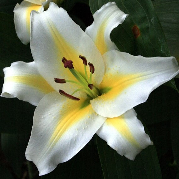 Lilje 'Adorea Dream'