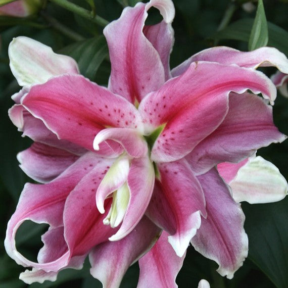 Lilje 'Distant Drum'