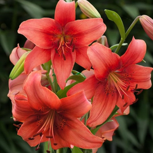 Lilje 'Pearl Loraine'