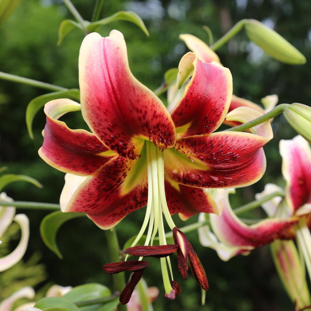 Lilje 'Scheherezade'