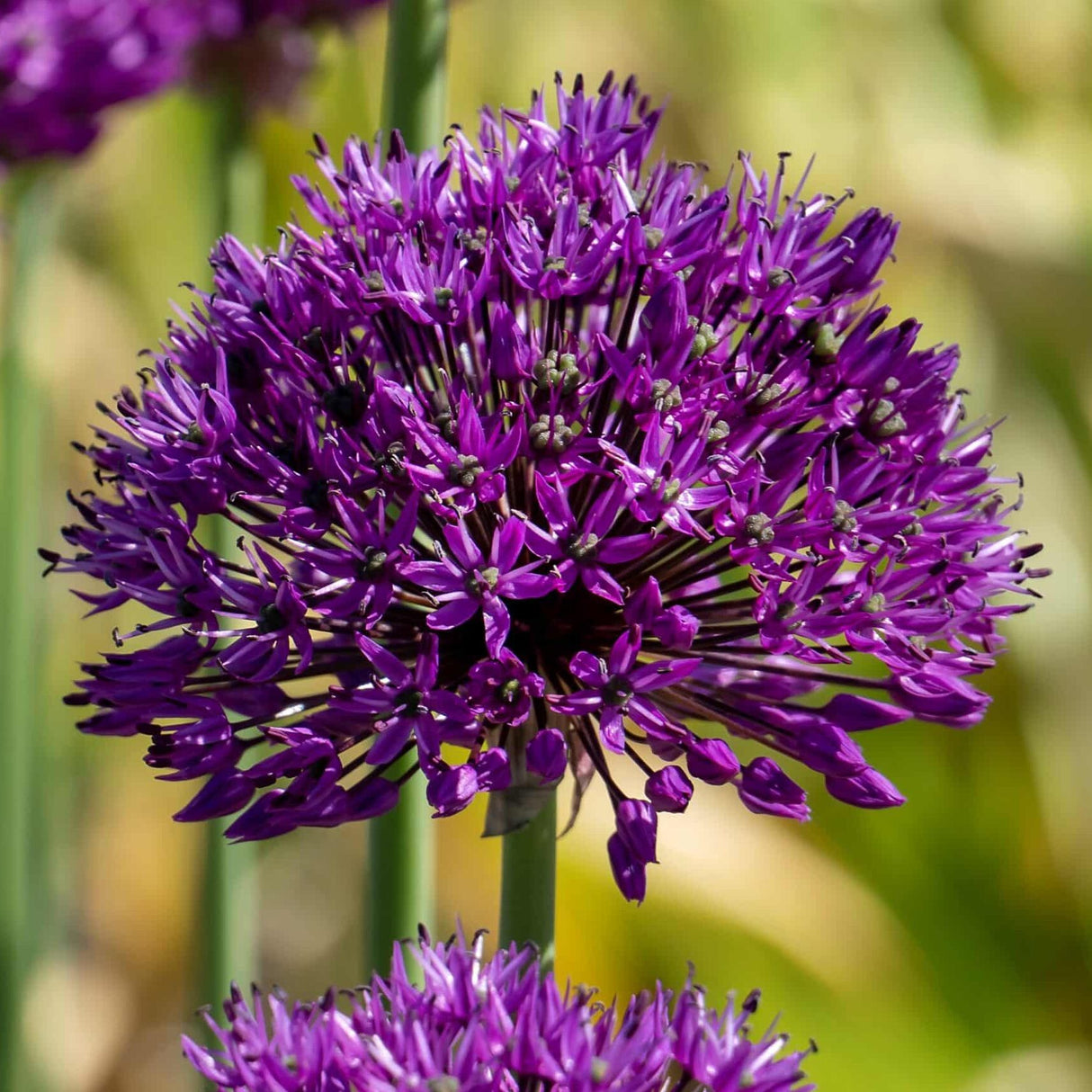 Allium aflatunense 'Purple Sensation'