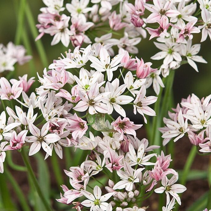 Allium 'Cameleon'