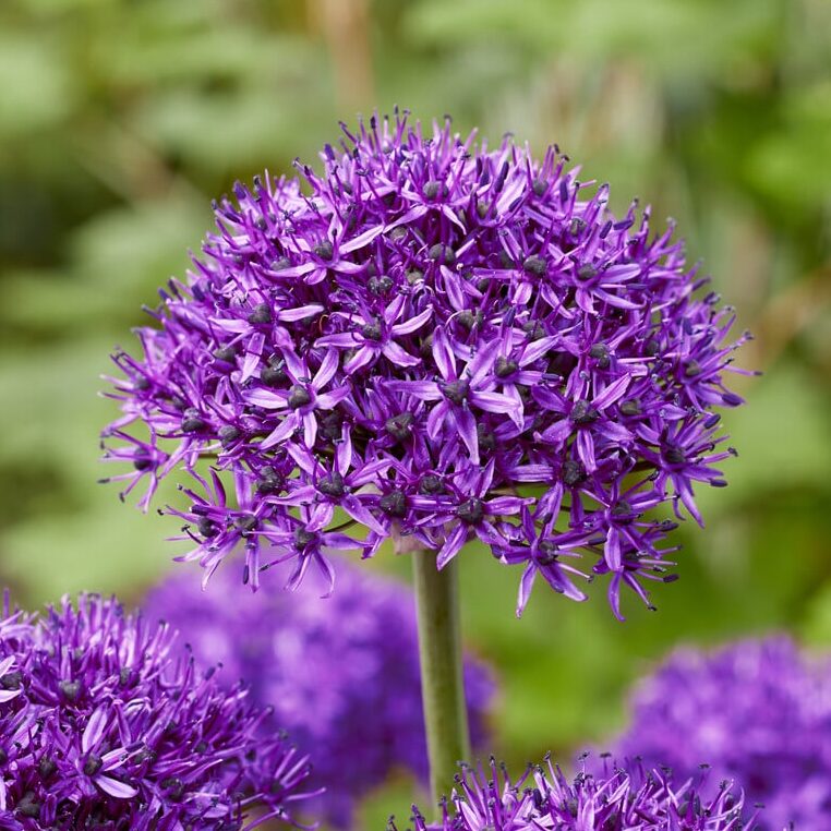 Allium 'Chicago'