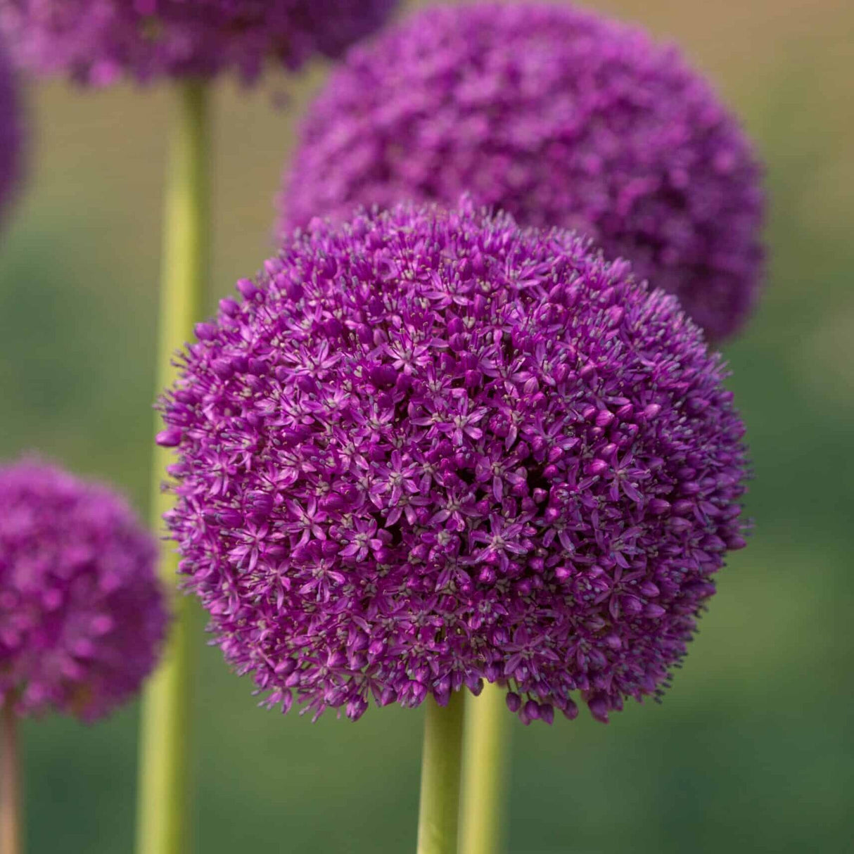 Allium 'Giganteum'