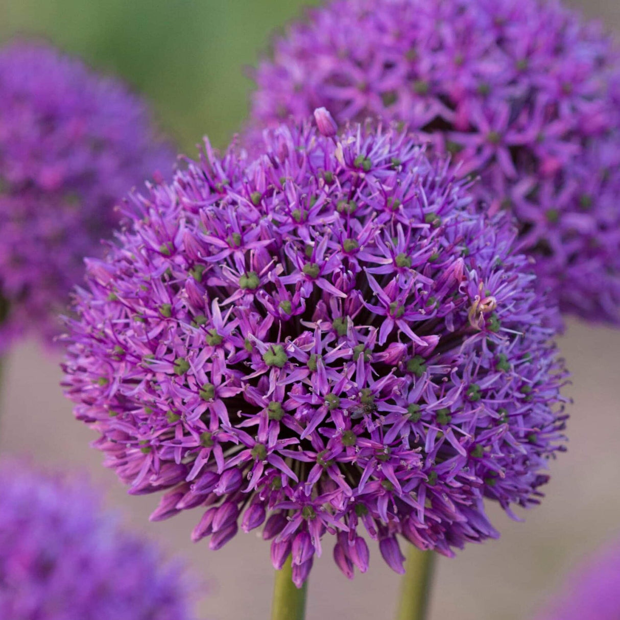 Allium 'Gladiator'
