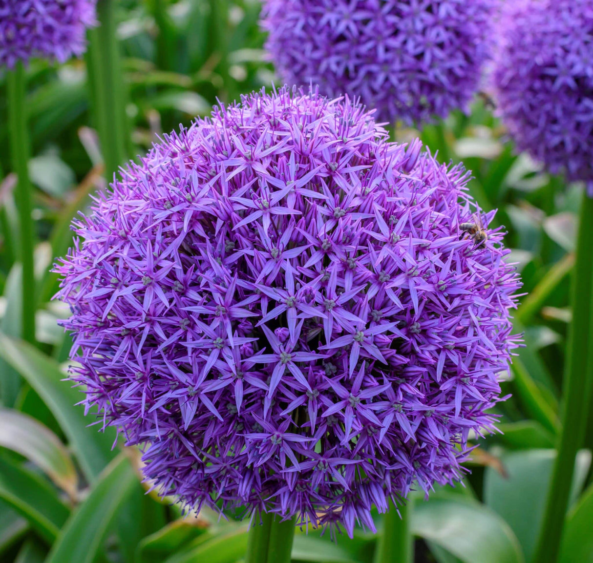 Allium 'Globemaster'