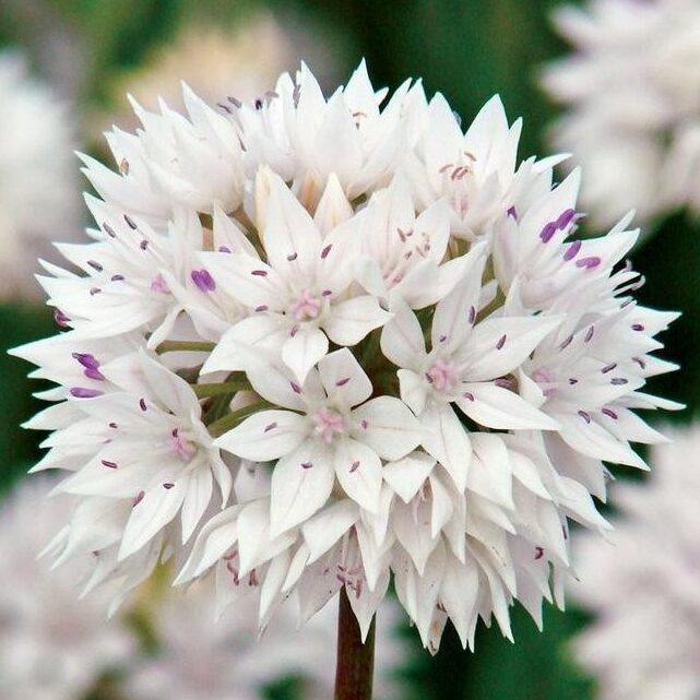 Allium amplectens 'Graceful Beauty'