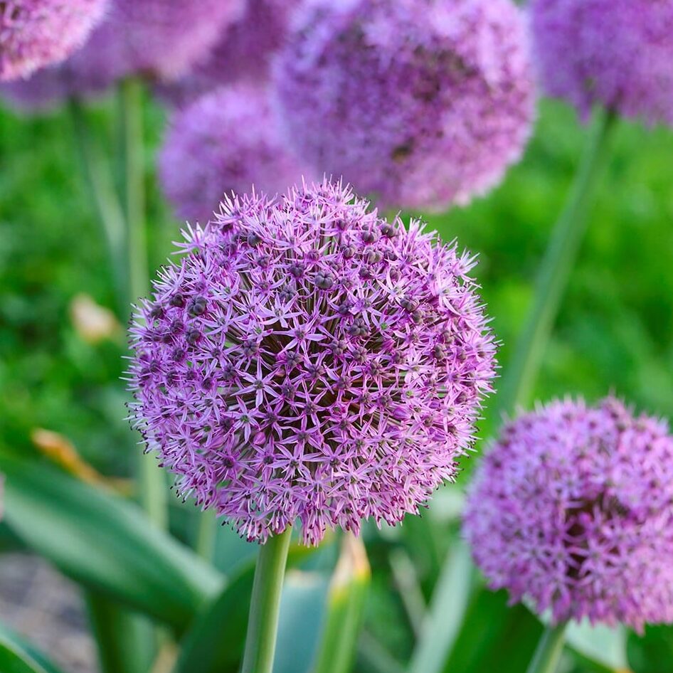 Allium 'Lucky Balloons'