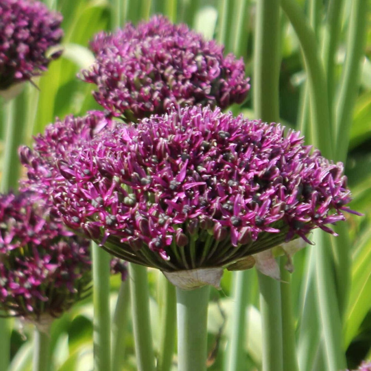 Allium 'Magic'