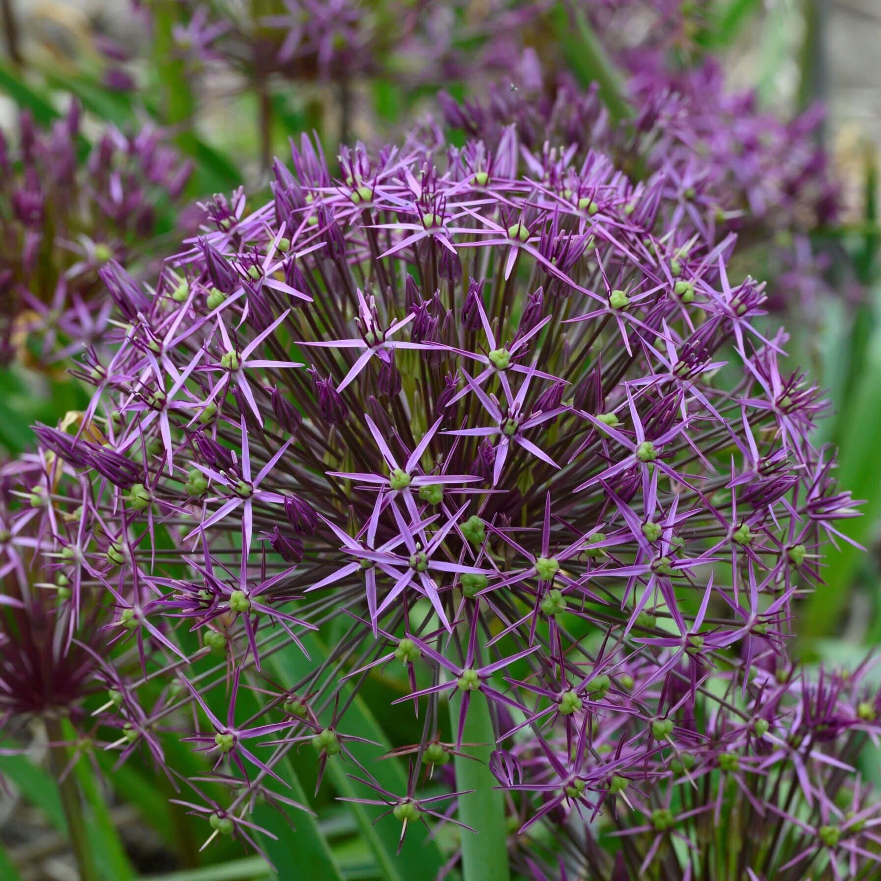 Allium 'Metalic Shine'