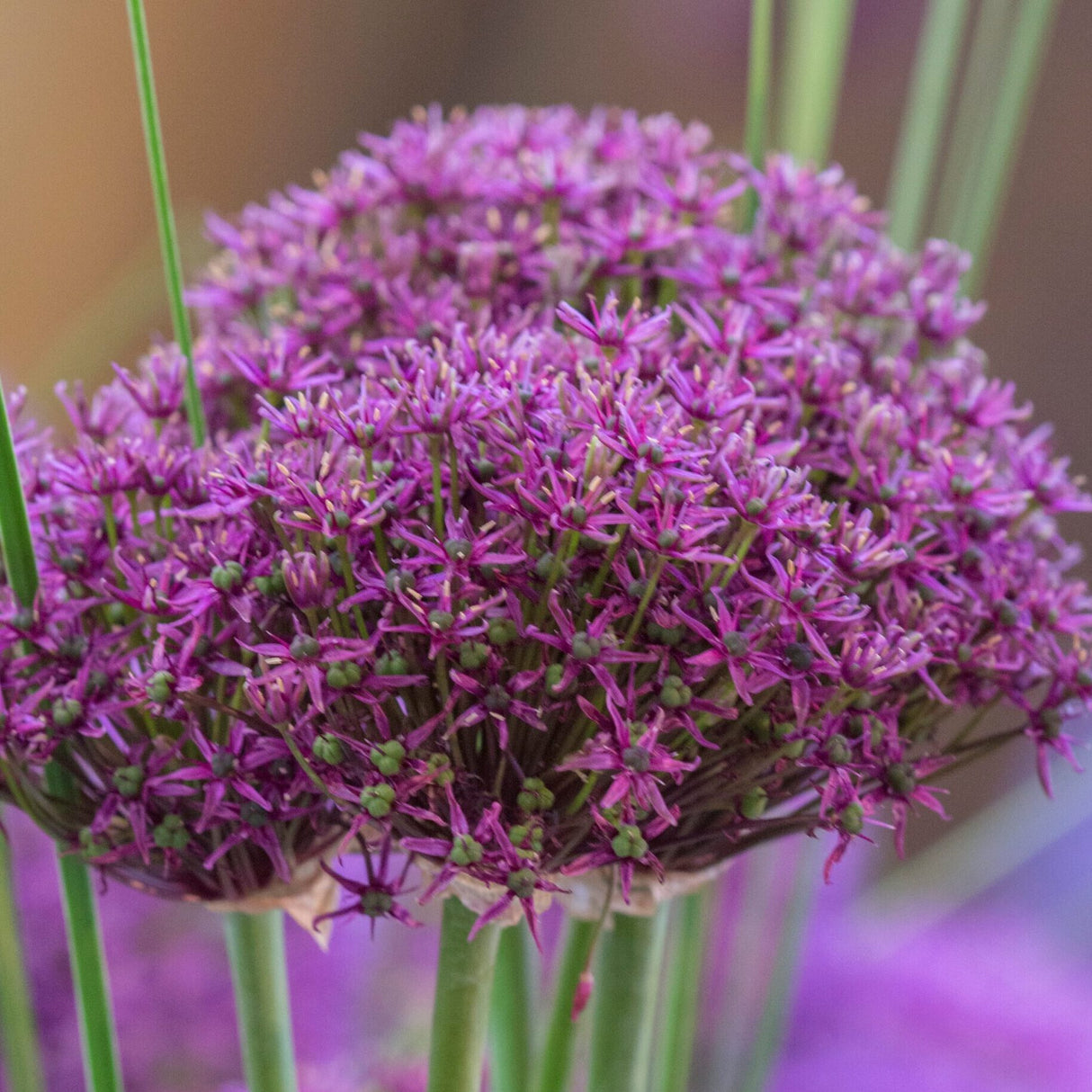 Allium 'Miami'