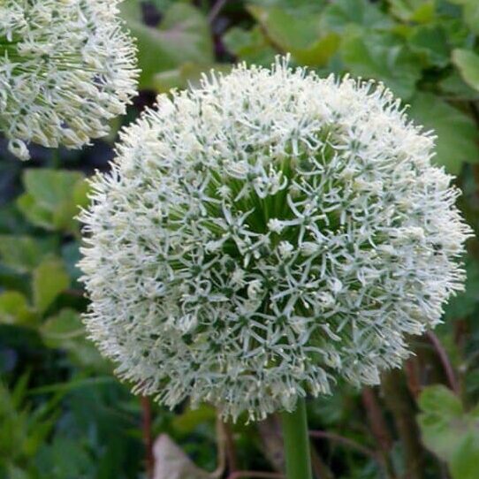 Allium 'Mont Blanc'