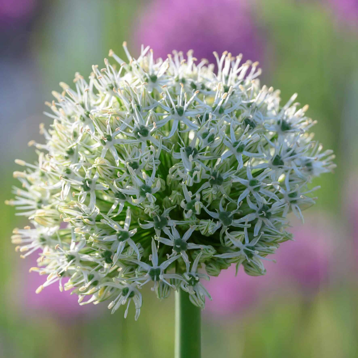 Allium 'Mount Everest'