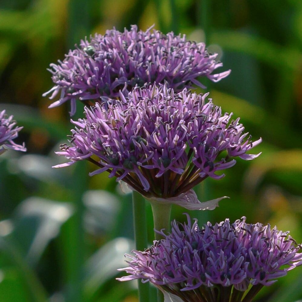 Allium 'New York'